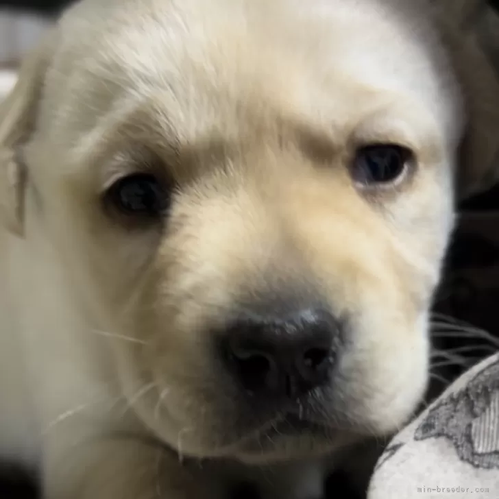 ID:2501-06016の子犬