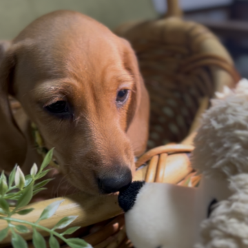 ミニチュアダックスフンド(スムース)【静岡県・男の子・2025年10月7日・レッド】の写真「4人兄妹です 1番のんびりさん」