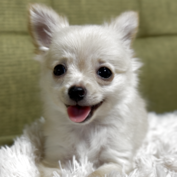 チワワ(ロング)【静岡県・女の子・2025年8月16日・クリーム&ホワイト】の写真「2人姉妹です　活発で甘えん坊さんです」