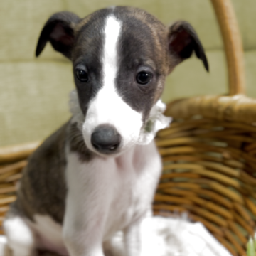 ウィペット【静岡県・男の子・2025年10月18日・ブリンドル&ホワイト】の写真「7人兄妹です 人が大好き」