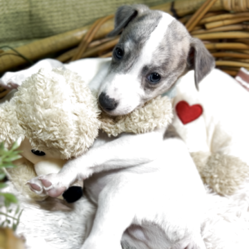 ウィペット【静岡県・男の子・2025年10月18日・ブリンドル&ホワイト】の写真「7人兄妹です 活発で甘えん坊さん」