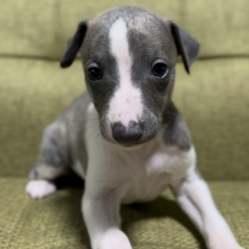 ウィペット【静岡県・男の子・2024年11月1日・ブリンドル&ホワイト】の写真「活発で　甘えん坊さんです」