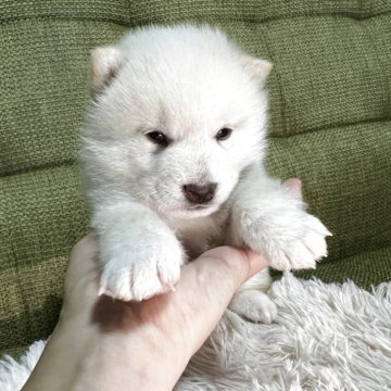 柴犬(標準サイズ)【静岡県・男の子・2025年10月9日・白】の写真「2人兄妹です　とってものんびりさんで　可愛いです」