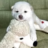 柴犬(標準サイズ)【静岡県・女の子・2025年10月9日・白】の写真1