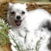 チワワ(ロング)