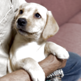 ラブラドールレトリバー