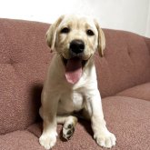 ラブラドールレトリバー