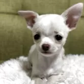 チワワ(スムース)