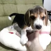 ビーグル