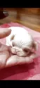 狆(チン)【静岡県・男の子・2025年5月1日・茶白】の写真2