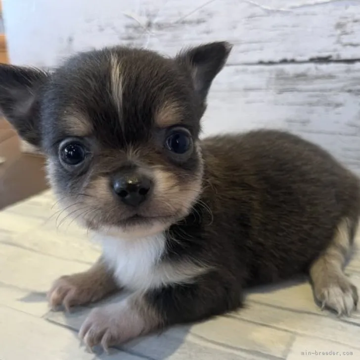 ID:2301-00354の子犬
