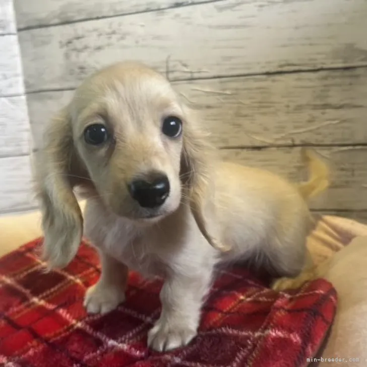 ID：2309-01442の子犬