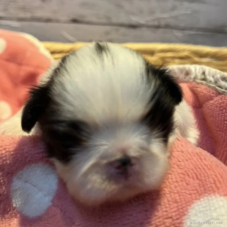 ID:2305-00413の子犬