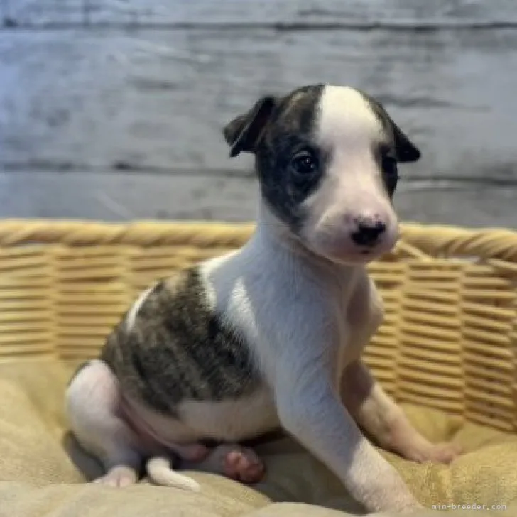 ID：2307-04461の子犬