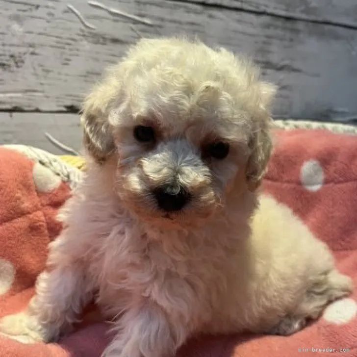 ID:2305-00402の子犬