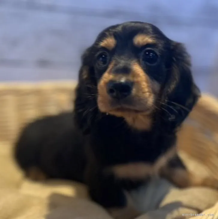 ID:2307-01074の子犬