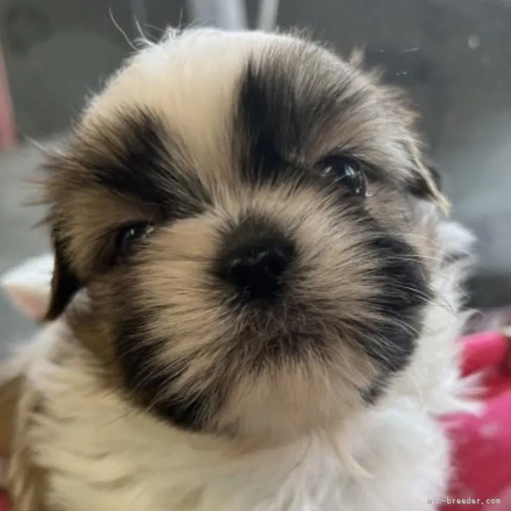 ID:2211-00648の子犬