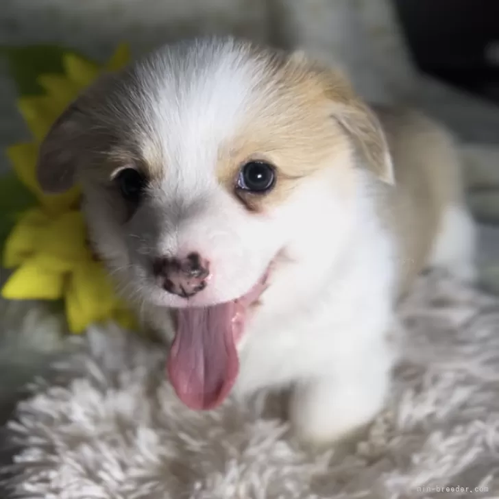 ID：2408-04677の子犬