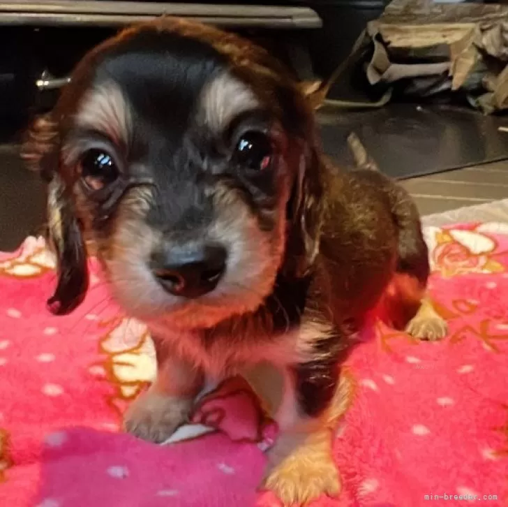 ID：2401-05375の子犬