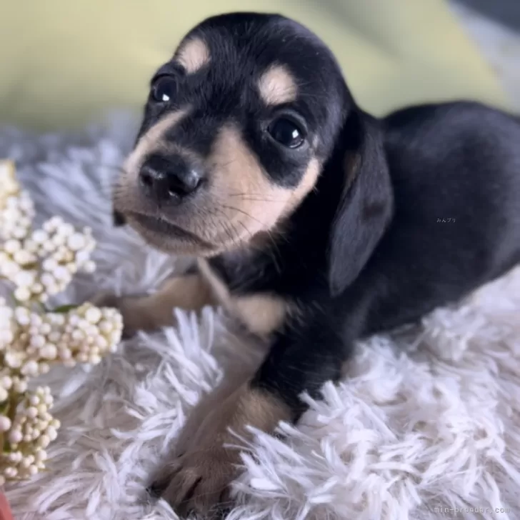 ID：2409-08229の子犬