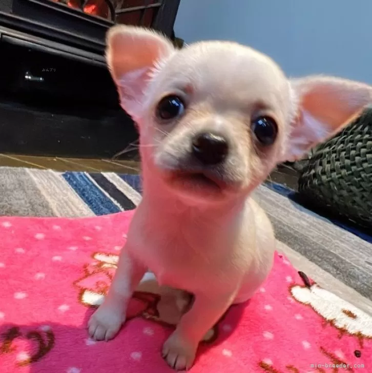 ID：2312-06361の子犬