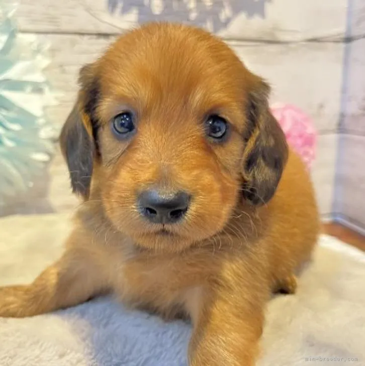 ID：2209-00284の子犬