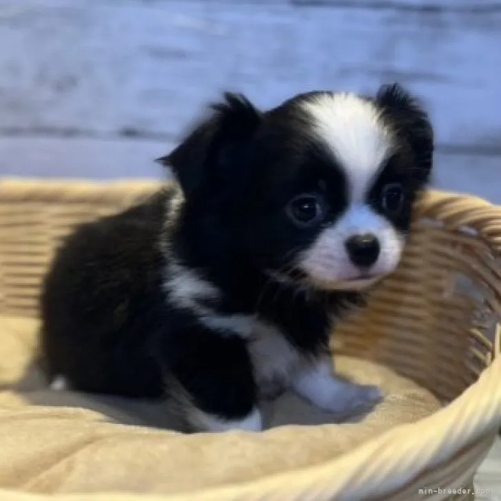 ID：2307-01081の子犬