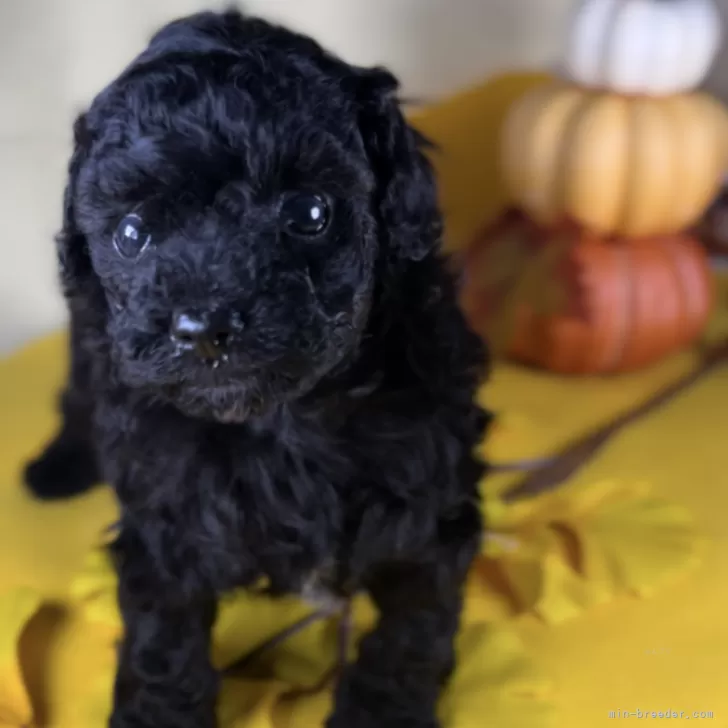 ID:2410-02526の子犬