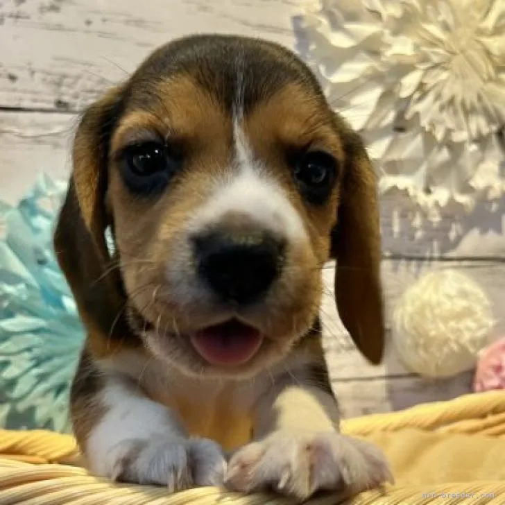 ID：2209-00393の子犬