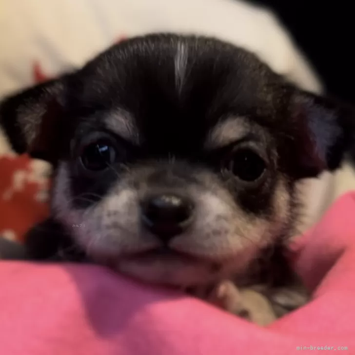 ID：2406-07081の子犬