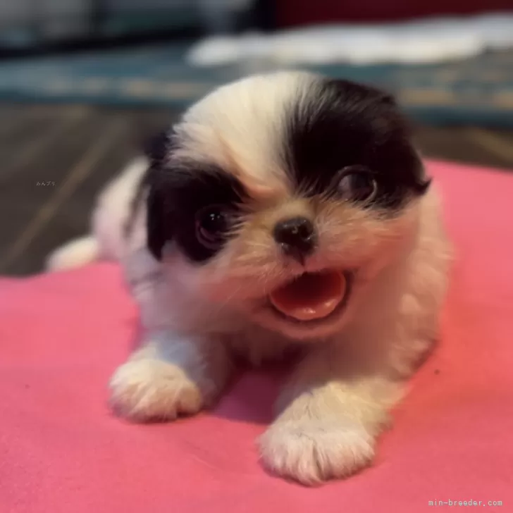 ID：2407-07852の子犬
