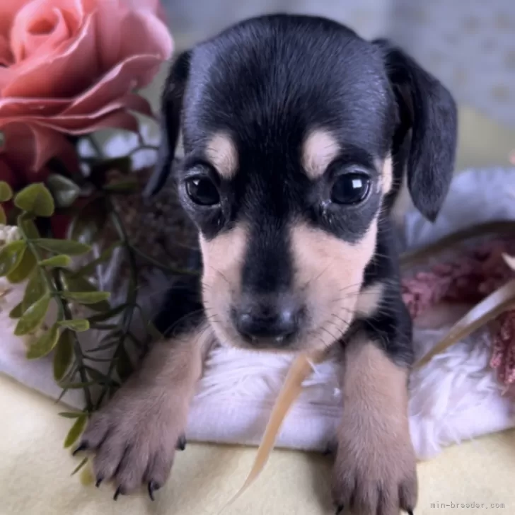 ID：2409-08239の子犬