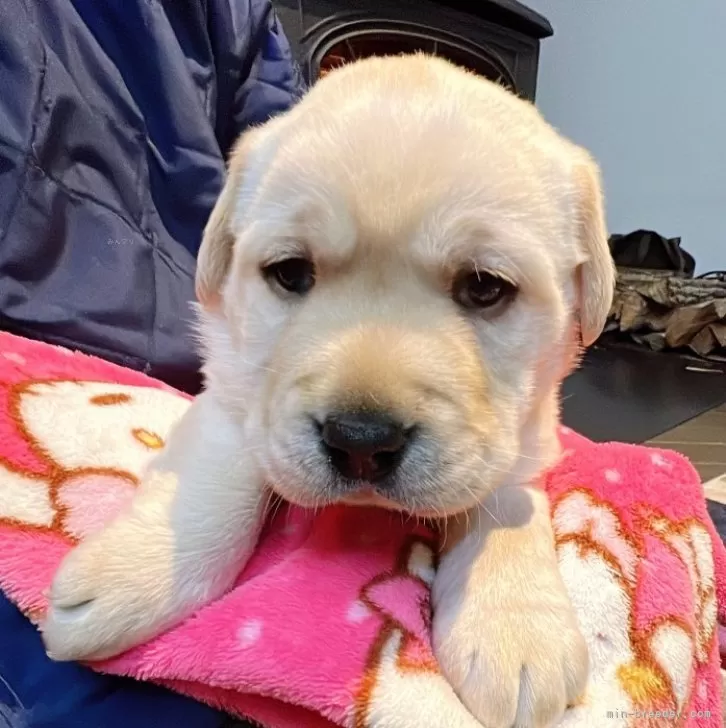 ID:2401-05397の子犬