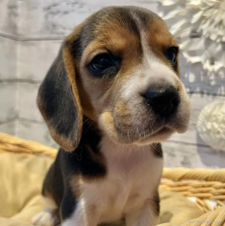 ID:2209-00395の子犬