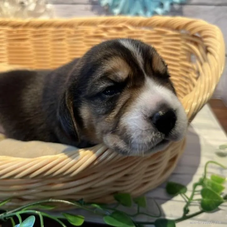 ID:2206-01471の子犬