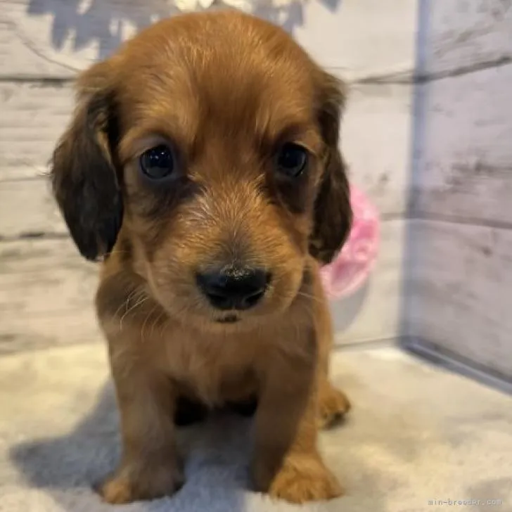 ID：2209-00398の子犬
