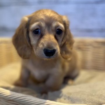 ミニチュアダックスフンド(ロング)【静岡県・女の子・2023年5月15日・ゴールド】の写真「とってもお利口さんです♪」