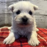 ウエストハイランドホワイトテリア