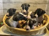 ウィペット【静岡県・男の子・2023年6月20日・ブリンドルアンドホワイト】の写真5「7人兄弟👶🏻♡わちゃわちゃです🎶」