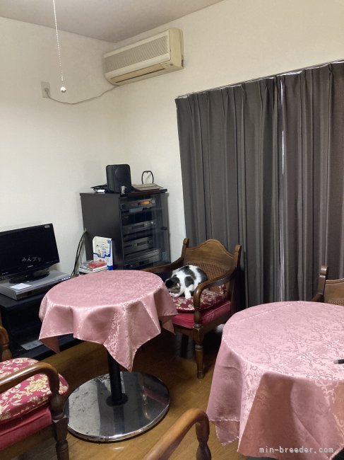 接客ルーム｜酒井　裕美(さかい　ひろみ)ブリーダー(広島県・トイプードルなど・JKC登録)の紹介写真7