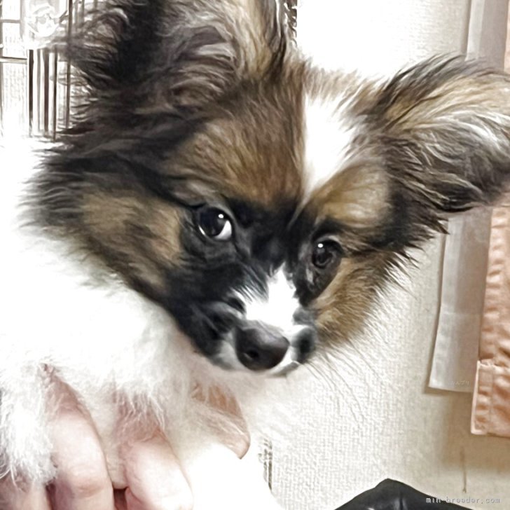 ブリーダー画像