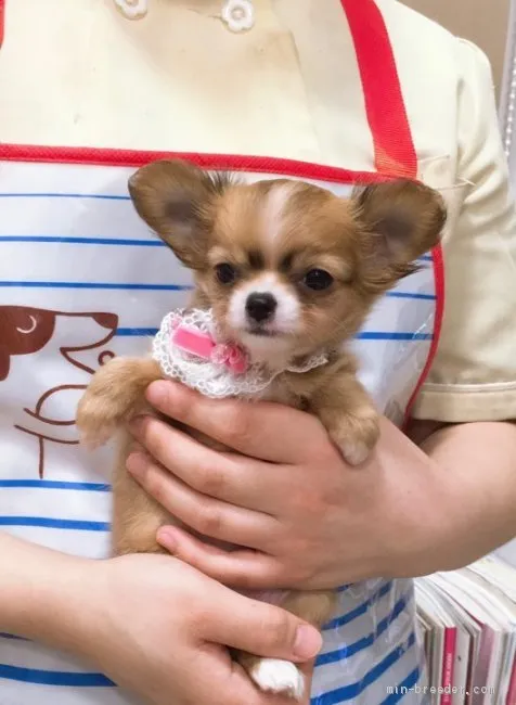 ID:2001-02210の子犬