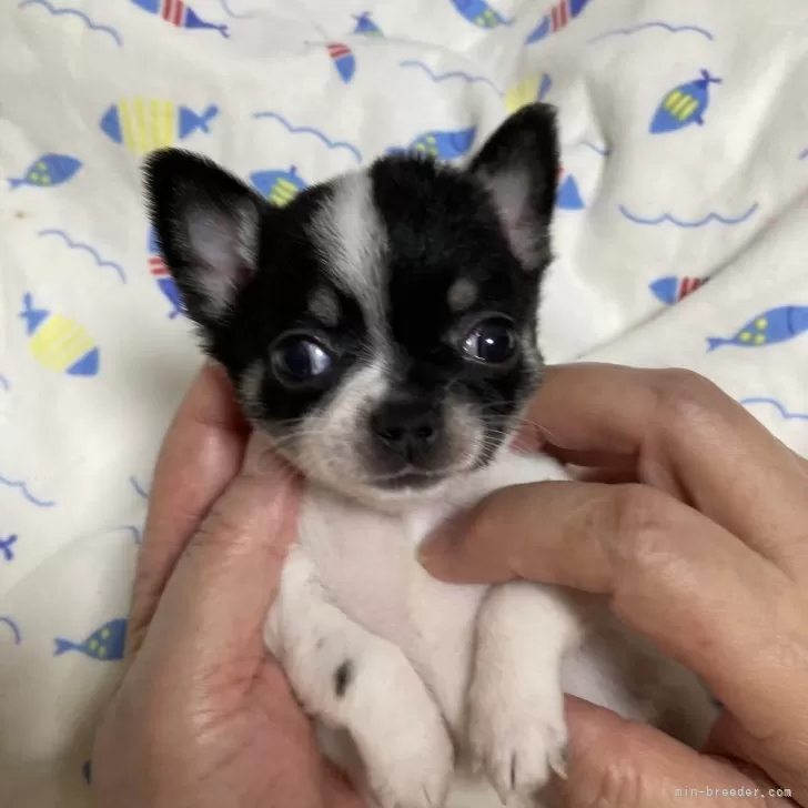 ID：2409-02717の子犬
