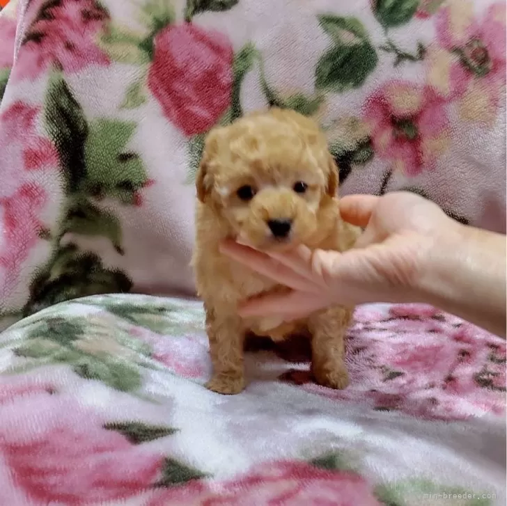 ID:2403-05305の子犬
