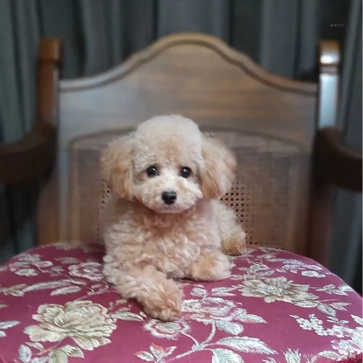 ID:2309-04676の子犬