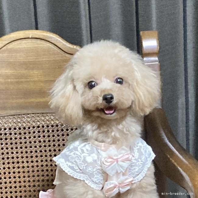 ブリーダー画像