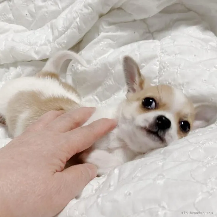 ID:2211-02258の子犬