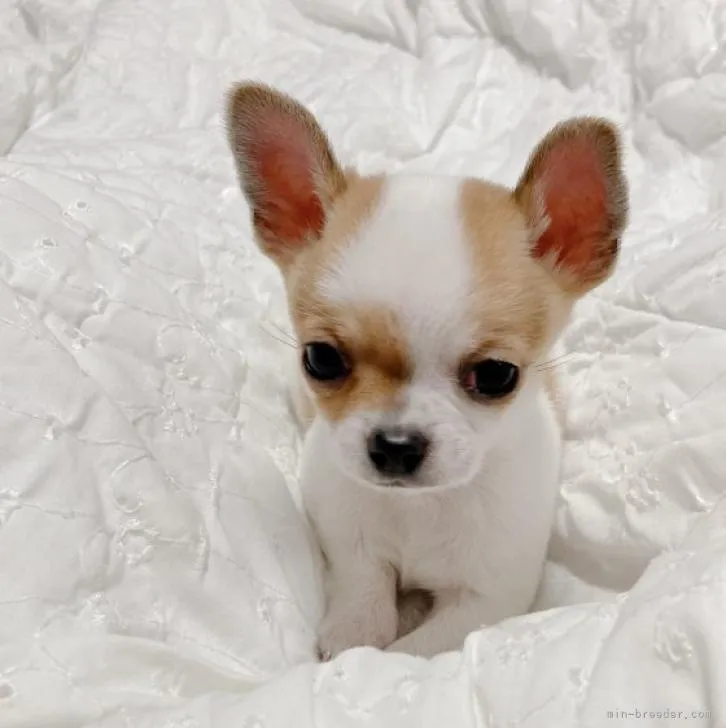 ID:2211-02103の子犬
