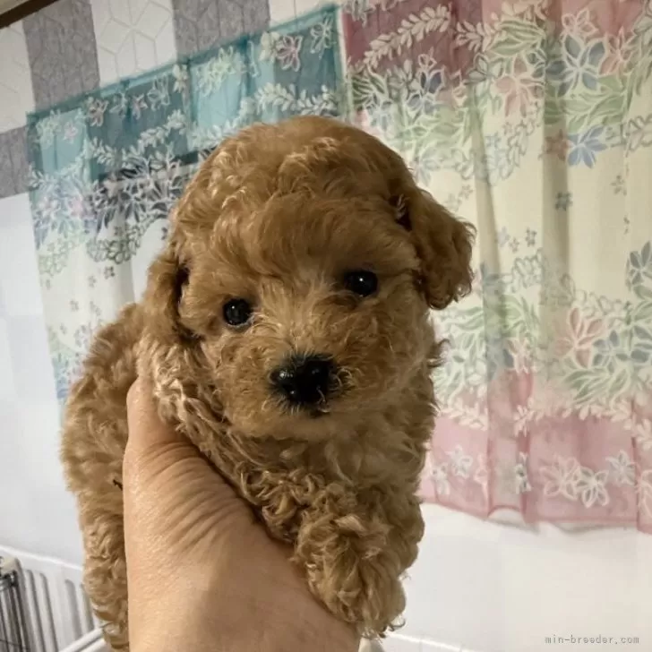 ID:2505-01122の子犬