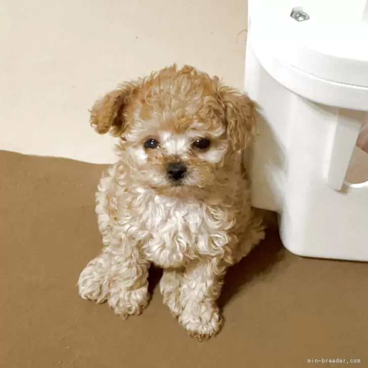 ID：2605-00131の子犬